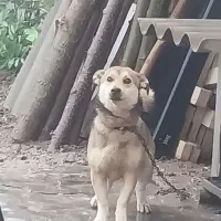 سگ پاکوتا زرنگ وباهوش