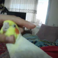 عروس هلندی جفت