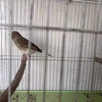 قناری ماده