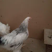 خروس برهما