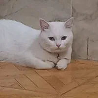 واگذاری گربه dsh رایگان