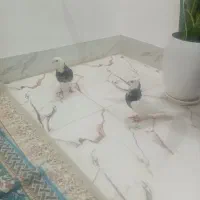 کبوتر