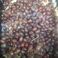 انگور یاقوتی