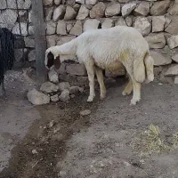 شک ورن سنجابی اصیل