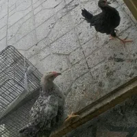 جوجه محلی زیره مرغ