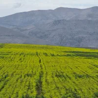سله بن جدید  قواره ۲۰۰۰ متری