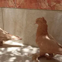 جفت کبوتر راعبی زرد