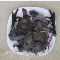 مرغ و خروس سیاه و جوجه ایام سمانی گوشت سیاه اصل