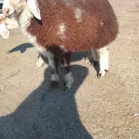 بره نر