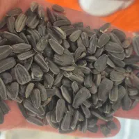 افتابگردان روغنی
