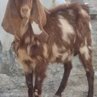 بز دوبور