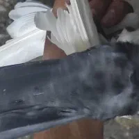 دمسیا پلنگ رسمی شازده