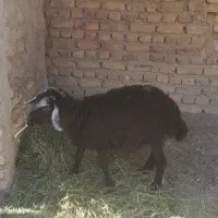بره ماده چاق