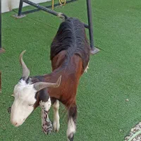 بز نیدی درجه یک آبستن با کهره نر
