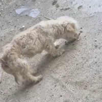 سگ پا کوتاه لوسی خانوم