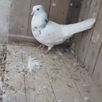 کبوتر