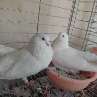 کبوتر اصیل چشم زرد