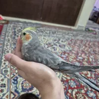 فروش عروس هلندی