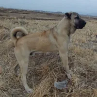 سگ گم شده مژدگانی