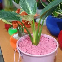 گلفروشی گلهای آپارتمانی