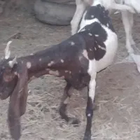 بزمری کاموایی اصل۳ماه آبست جمل زا