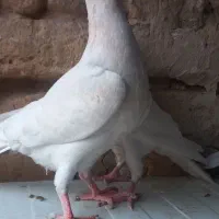 ۱۰تا جوجه هیچ پر آلمانی