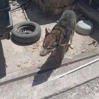 سگ دورگه|سگ|ماهان, |دیوار