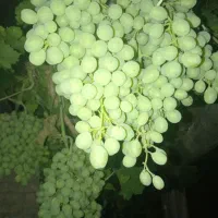 غوره وآبغوره