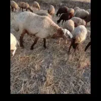 گوسفند سنگسری جاشنوبار
