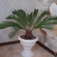 سیکاس ۸ساله