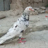 کبوتر رنگی و المانی