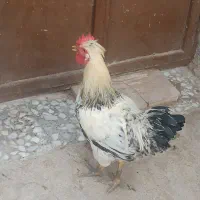 خروس