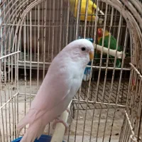 نر سفید مرغ عشق