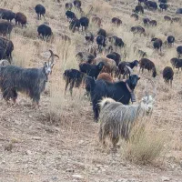 دام زنده.  بره نر. میش