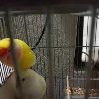 طوطی برزیلی جفت  با تخم