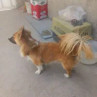 سگ اشپیتز نر