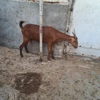بز ابستن و شیر دار