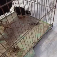 مرغ اصیل با جوجه