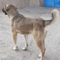 سگ دورگه