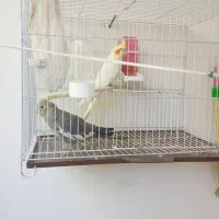 جفت عروس هلندی