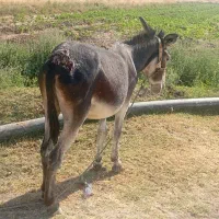 الاغ|حیوانات مزرعه|دزفول, |دیوار