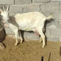 بزسانن مورسیا