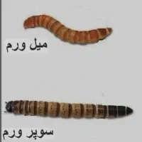 میلورم زنده