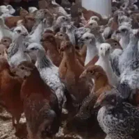 جوجه مرغ خروس دورگ محلی 45روزه و 30روزه شیراز
