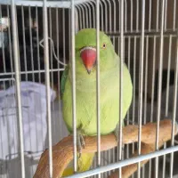 طوطی ملنگو