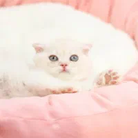 گربه اسکاتیش ، هم بازی کوچک