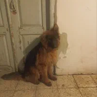 فروشی  یا واگذاری سگ ژرمن شپرد شولاین