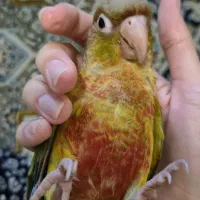 طوطی اناناسی