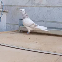 کبوتر زوردار