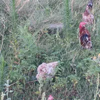 مرغ و خروس کوشین رد ماتلد